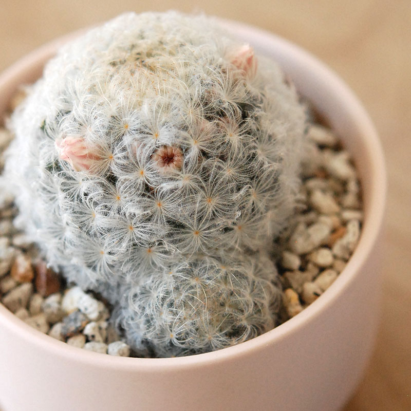 Mammillaria 白星(ピンク花) x マットポット