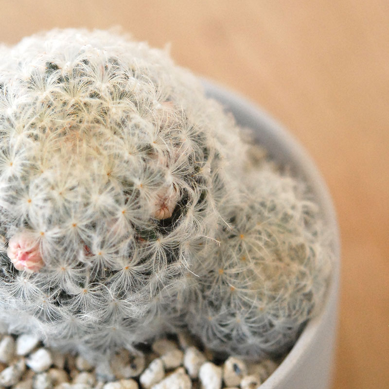 Mammillaria 白星(ピンク花) x マットポット