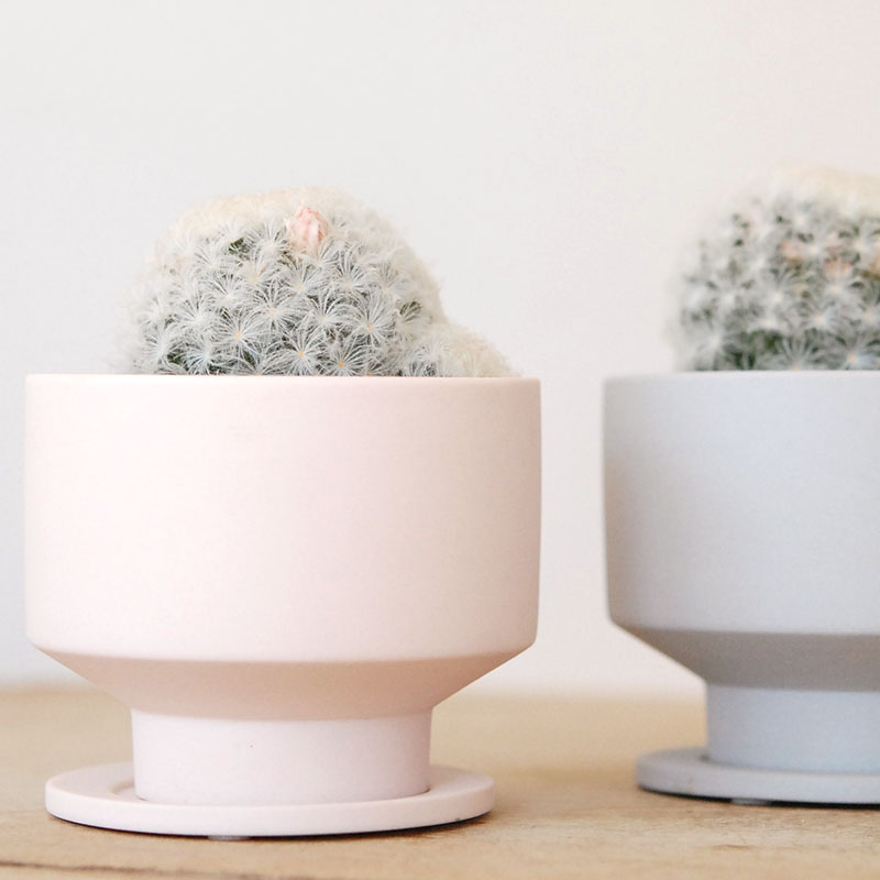 Mammillaria 白星(ピンク花) x マットポット