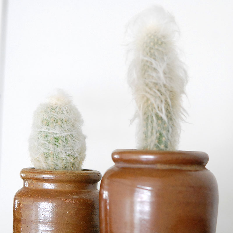 Espostoa x antique イギリスインクボトル