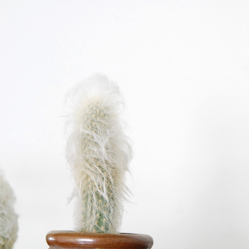 Espostoa x antique イギリスインクボトル