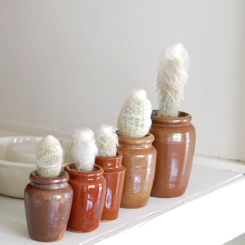 Espostoa x antique イギリスインクボトル