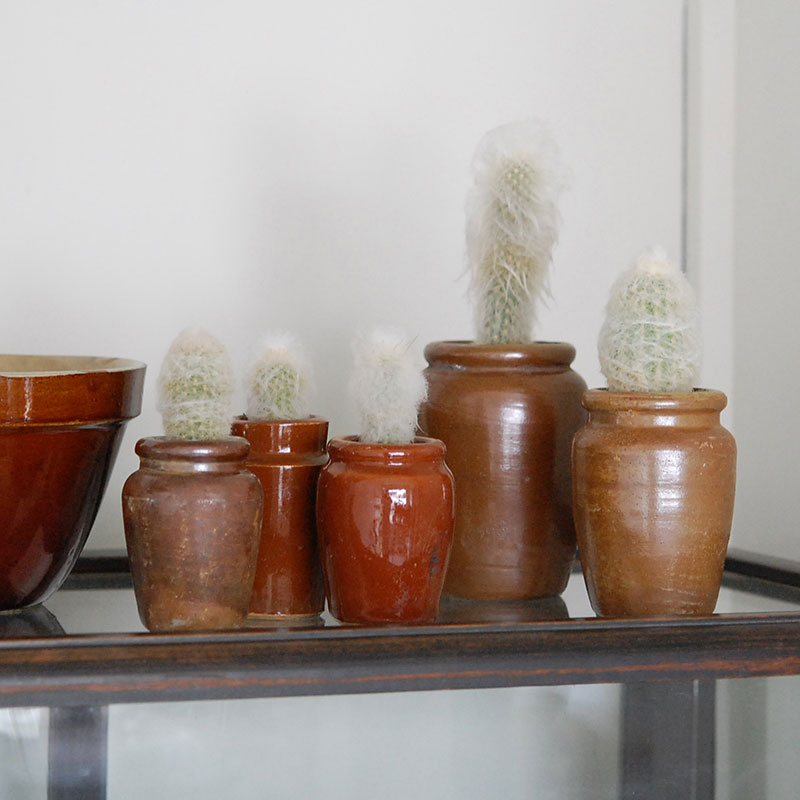 Espostoa x antique イギリスインクボトル