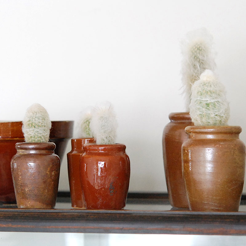 Espostoa x antique イギリスインクボトル