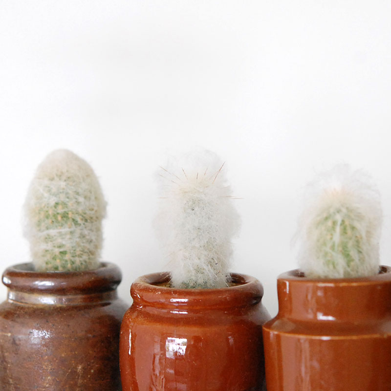 Espostoa x antique イギリスインクボトル