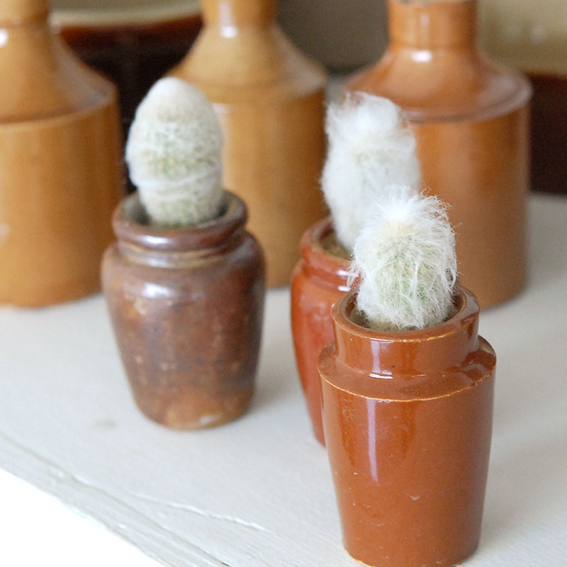 Espostoa x antique イギリスインクボトル