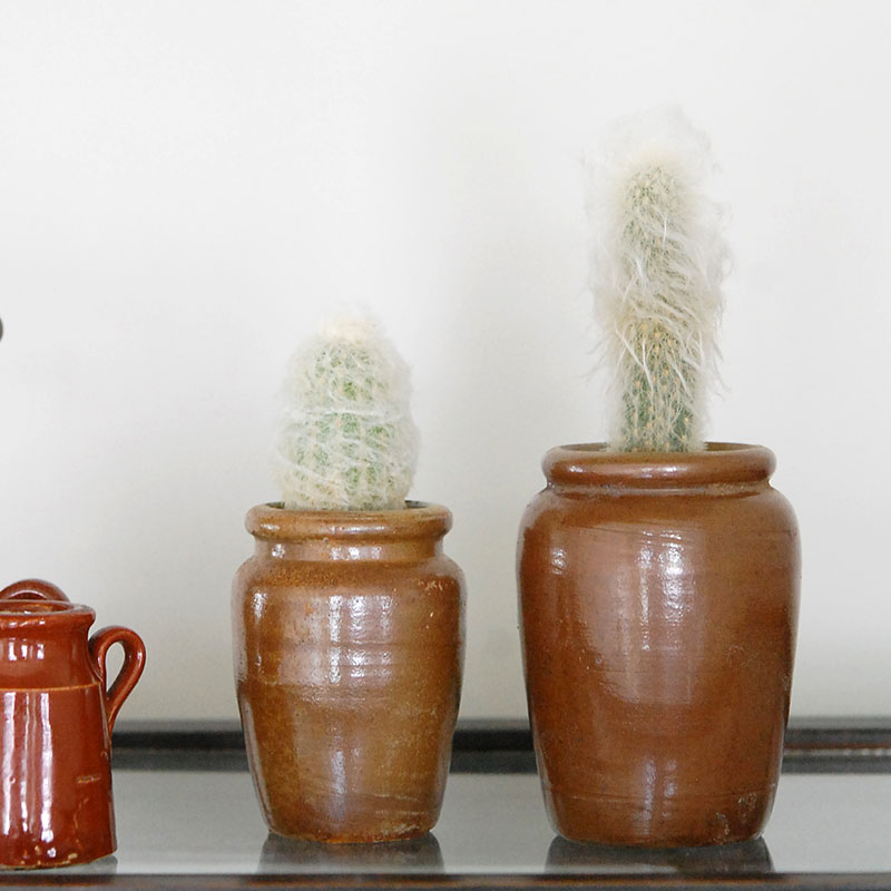 Espostoa x antique イギリスインクボトル