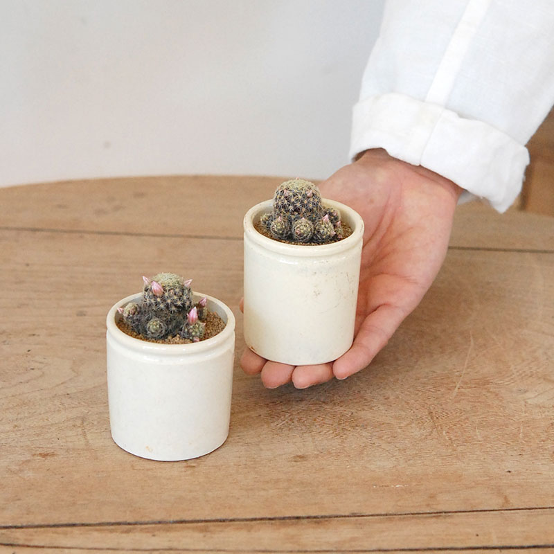 Mammillaria ギセラエ x antique イギリスジャー
