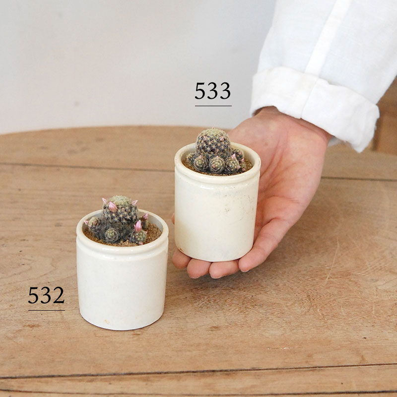 Mammillaria ギセラエ x antique イギリスジャー