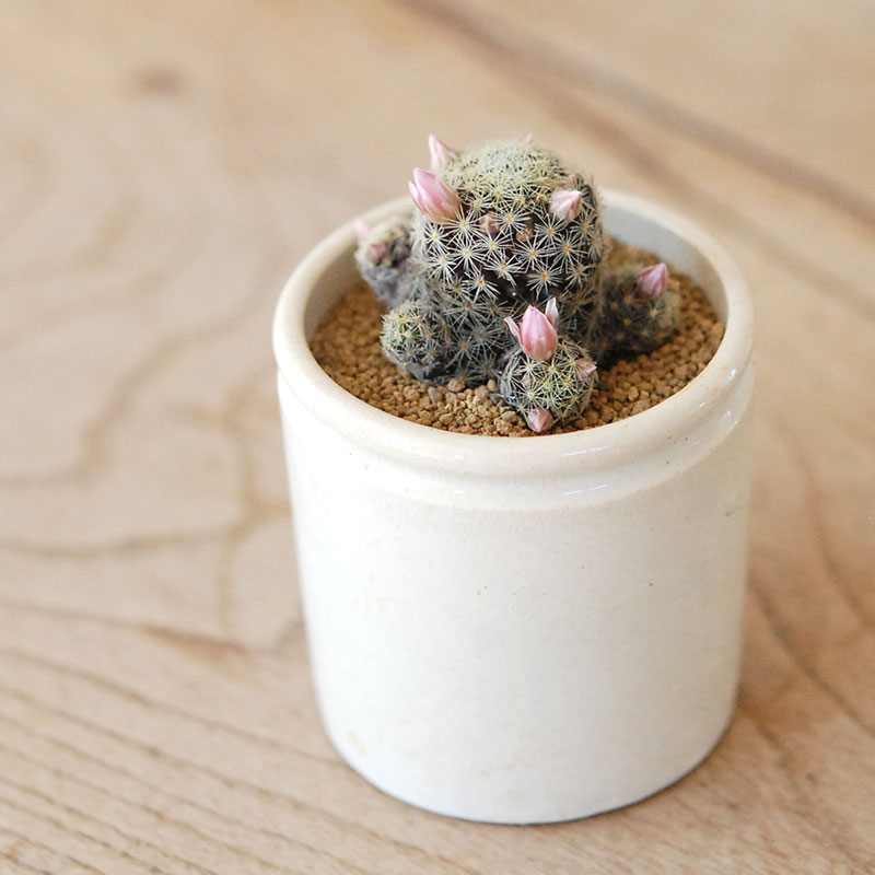 Mammillaria ギセラエ x antique イギリスジャー