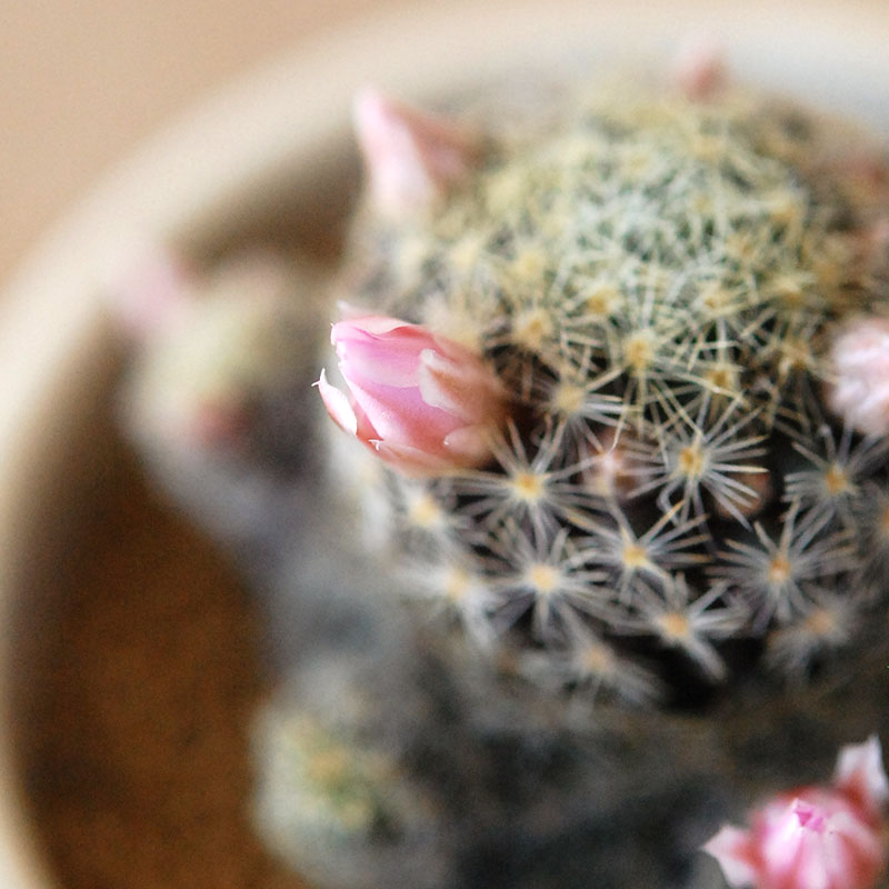 Mammillaria ギセラエ x antique イギリスジャー