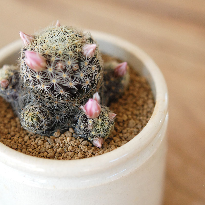 Mammillaria ギセラエ x antique イギリスジャー
