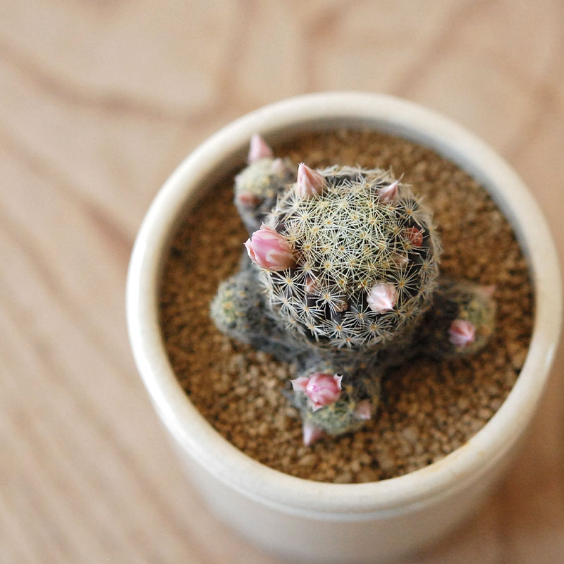 Mammillaria ギセラエ x antique イギリスジャー