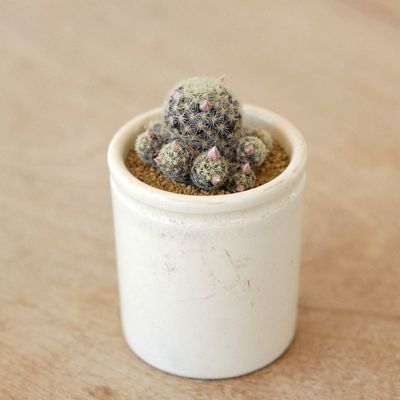 Mammillaria ギセラエ x antique イギリスジャー