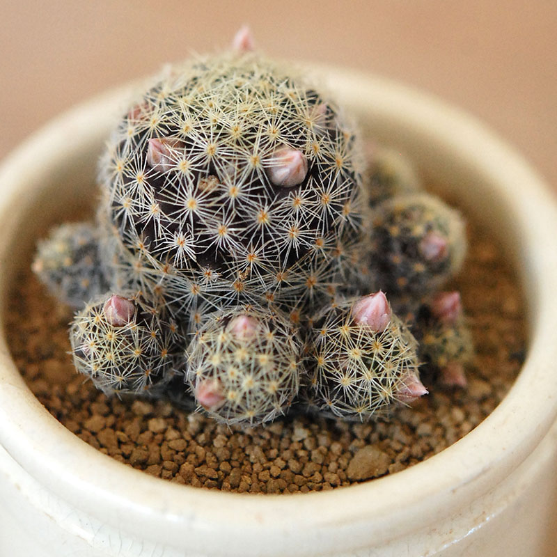 Mammillaria ギセラエ x antique イギリスジャー