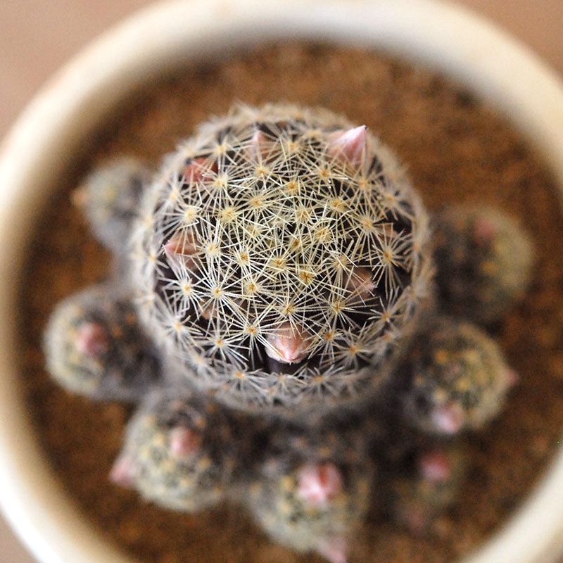 Mammillaria ギセラエ x antique イギリスジャー