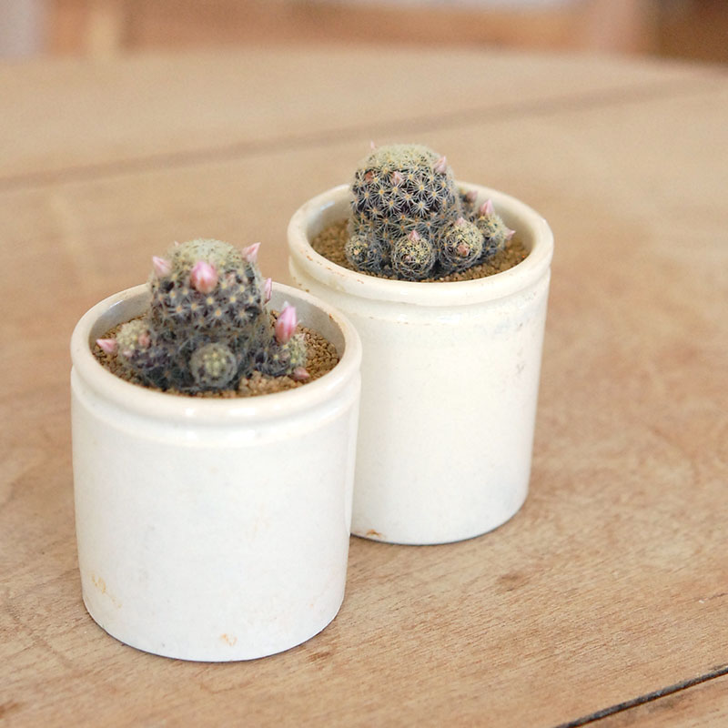 Mammillaria ギセラエ x antique イギリスジャー