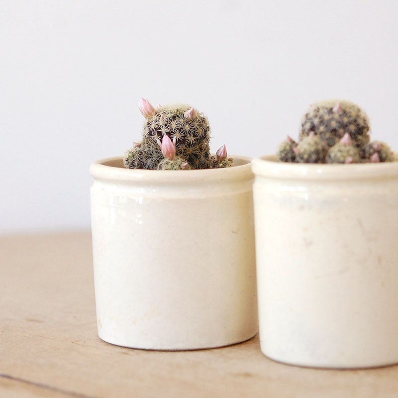 Mammillaria ギセラエ x antique イギリスジャー