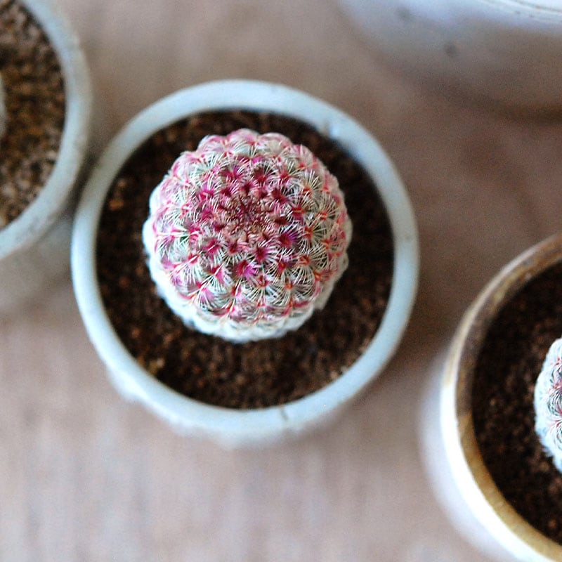 Echinocereus 紫太陽 x antique イギリスジャー