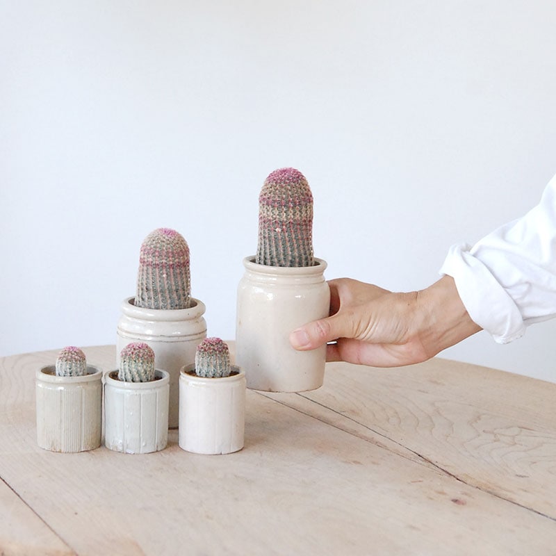 Echinocereus 紫太陽 x antique イギリスジャー