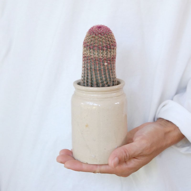 Echinocereus 紫太陽 x antique イギリスジャー