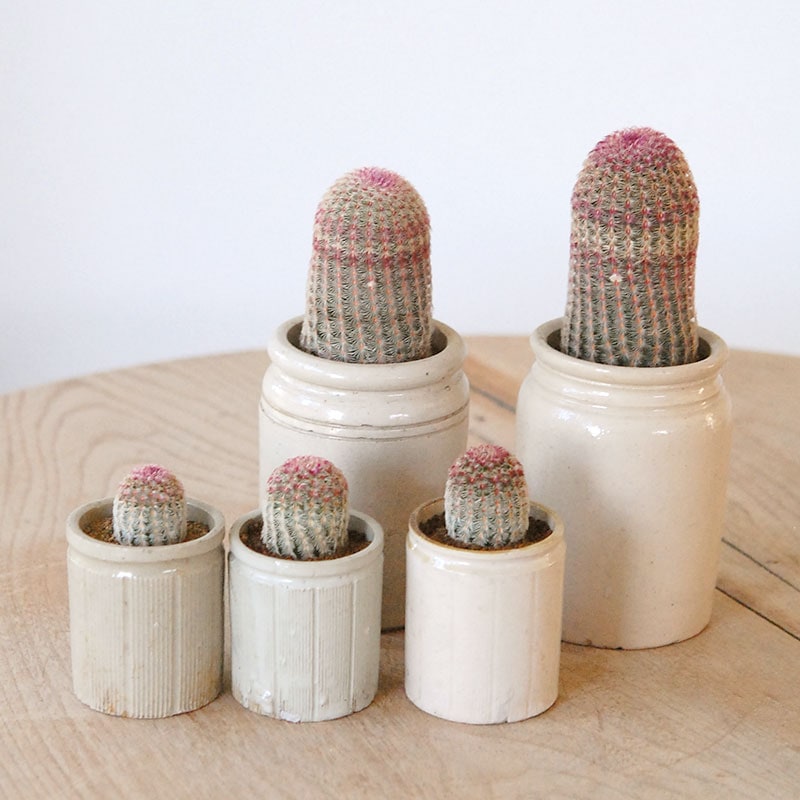 Echinocereus 紫太陽 x antique イギリスジャー