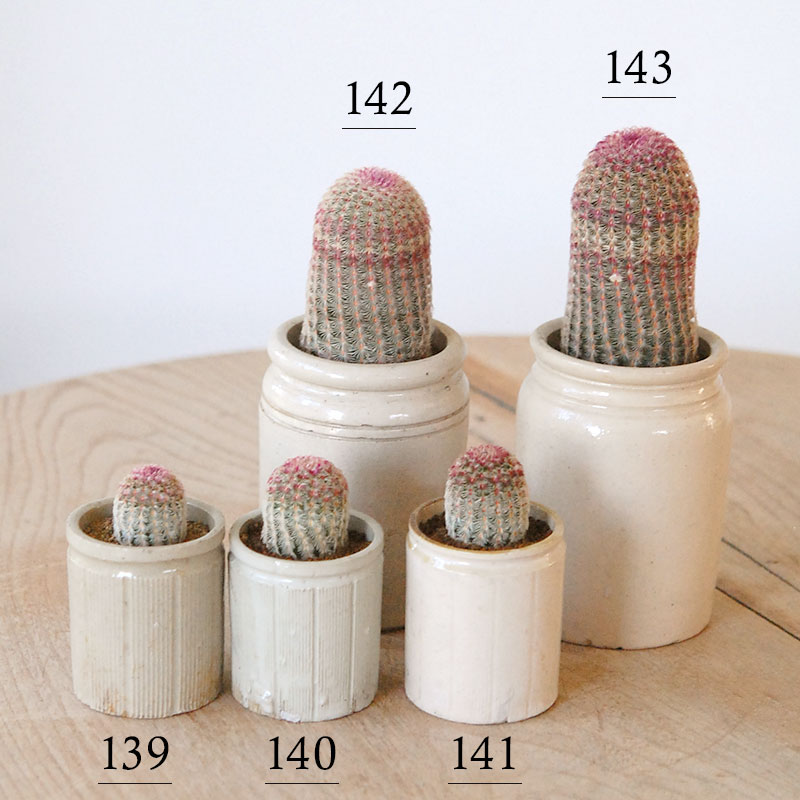 Echinocereus 紫太陽 x antique イギリスジャー