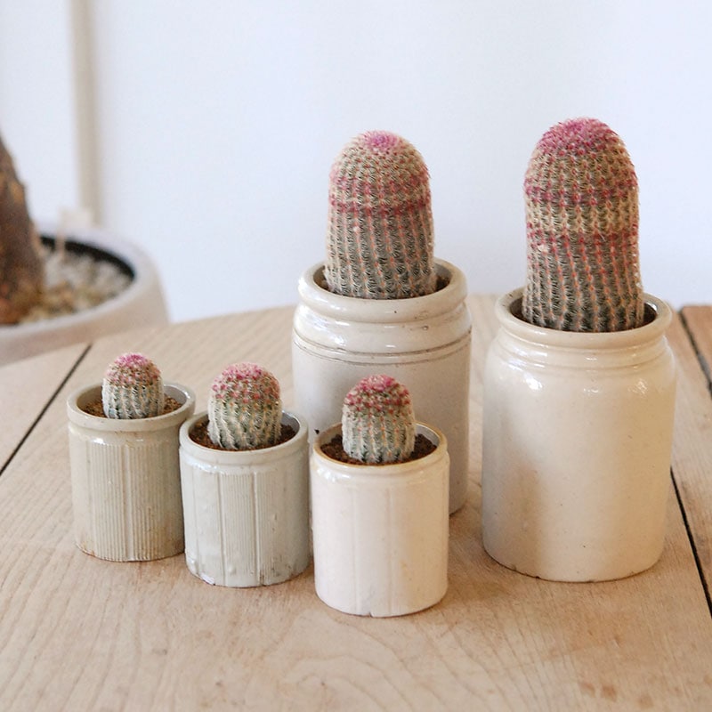 Echinocereus 紫太陽 x antique イギリスジャー