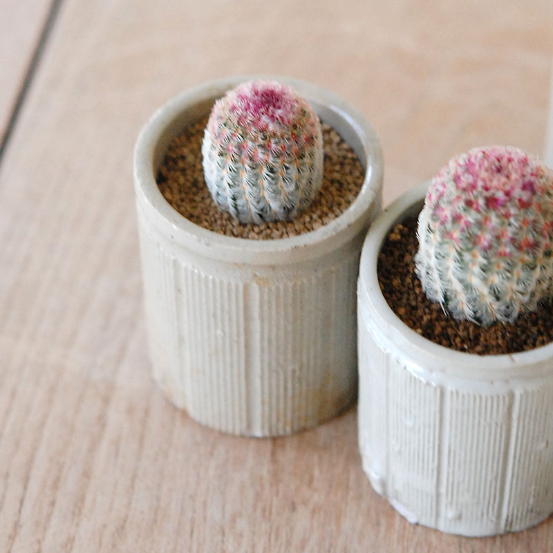 Echinocereus 紫太陽 x antique イギリスジャー