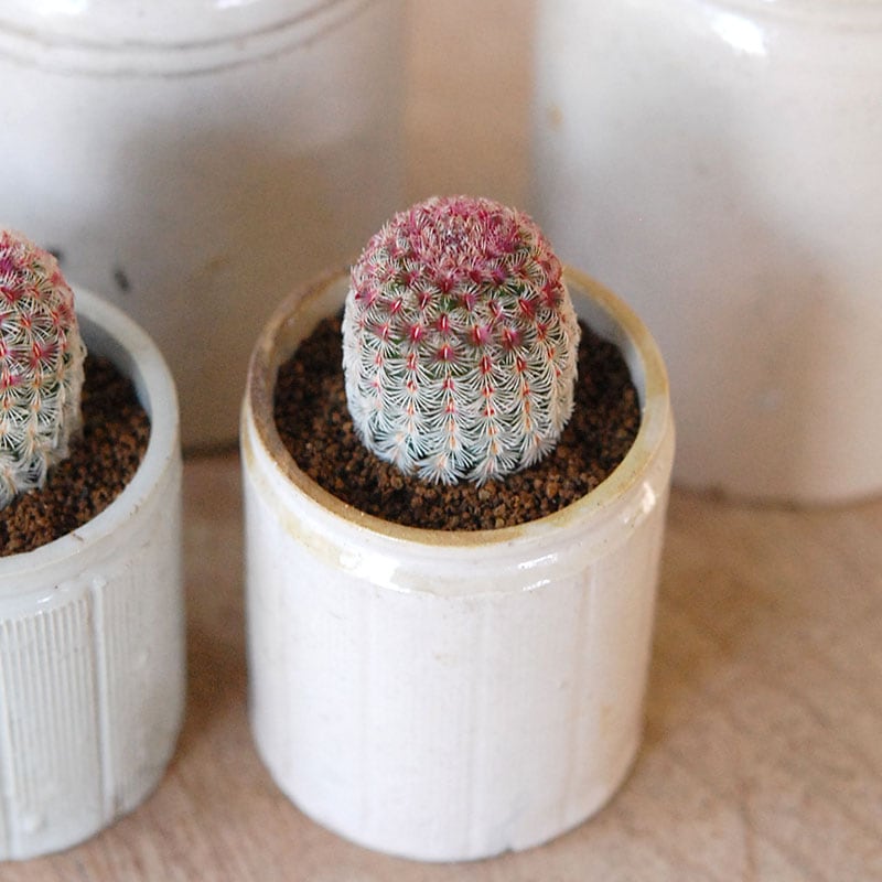 Echinocereus 紫太陽 x antique イギリスジャー