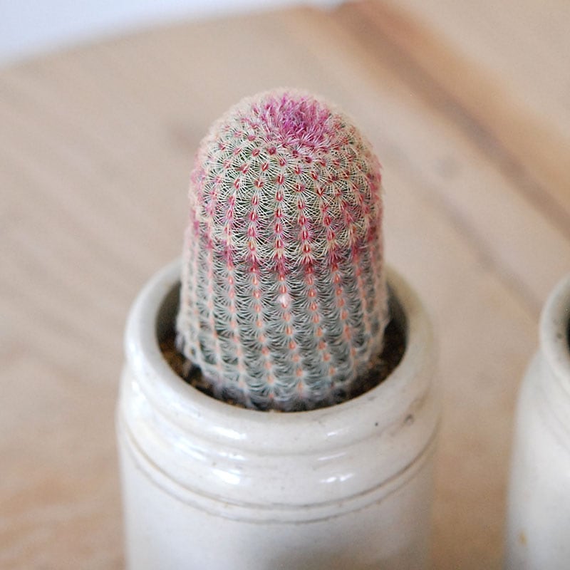 Echinocereus 紫太陽 x antique イギリスジャー