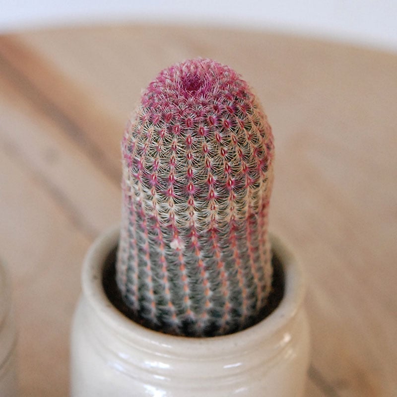 Echinocereus 紫太陽 x antique イギリスジャー