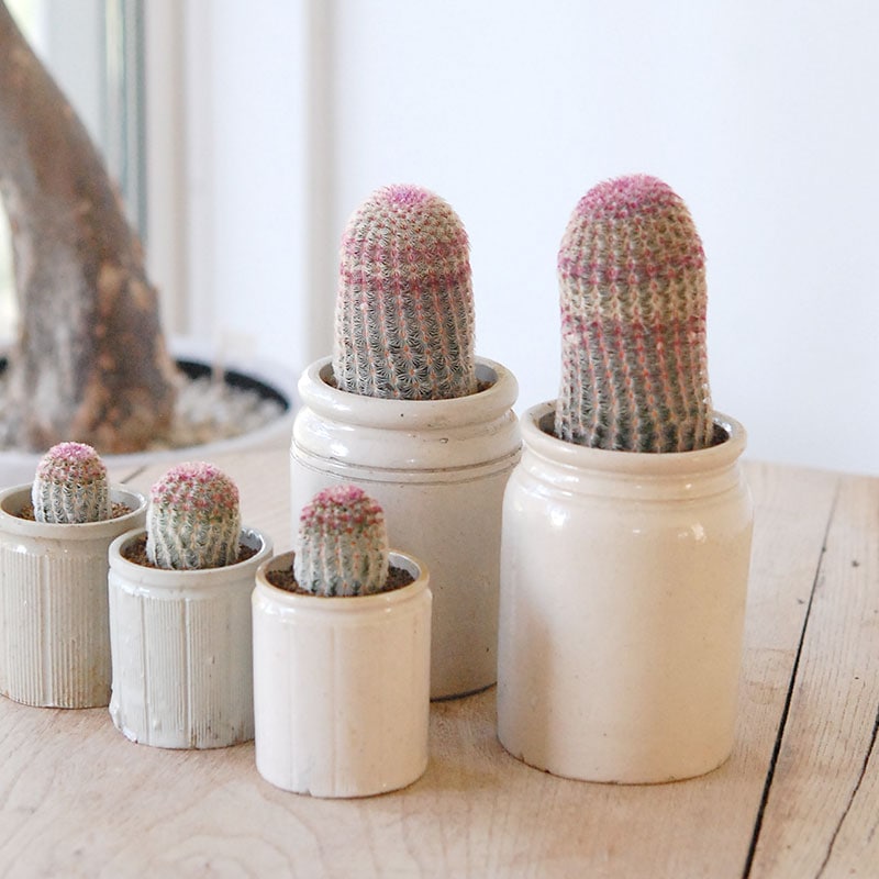 Echinocereus 紫太陽 x antique イギリスジャー