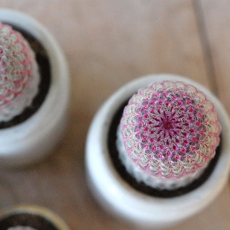 Echinocereus 紫太陽 x antique イギリスジャー