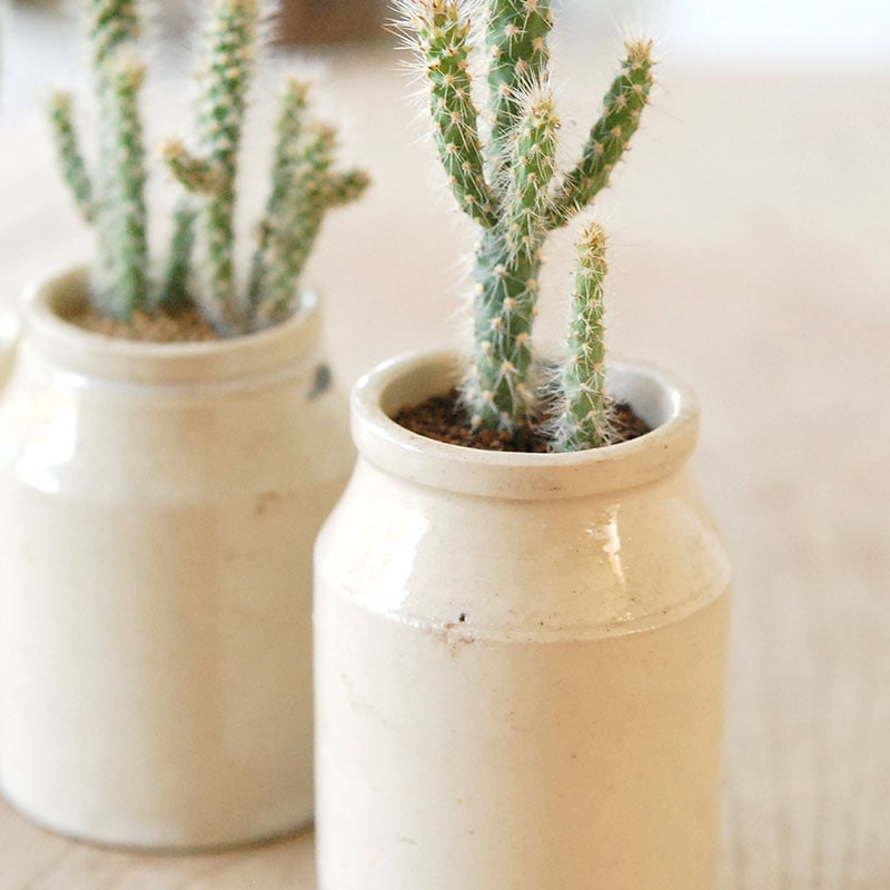 Cylindropntia スピノシオール x antique イギリスジャー