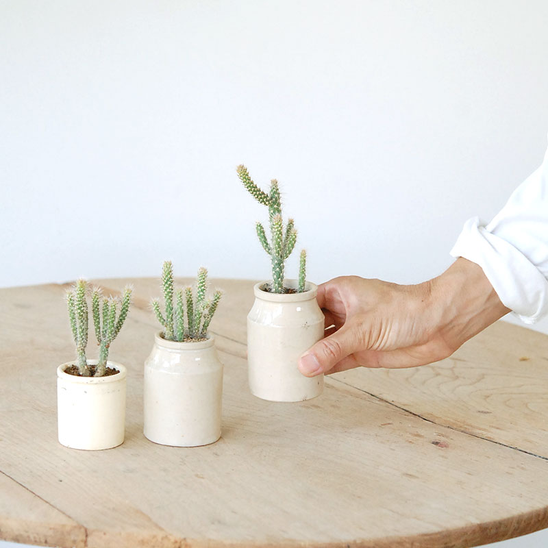 Cylindropntia スピノシオール x antique イギリスジャー