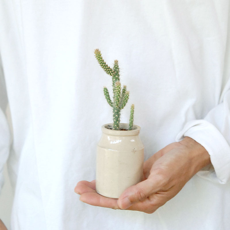 Cylindropntia スピノシオール x antique イギリスジャー
