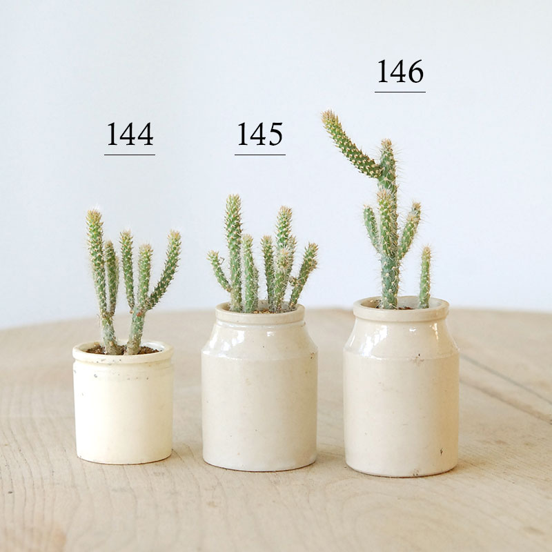 Cylindropntia スピノシオール x antique イギリスジャー