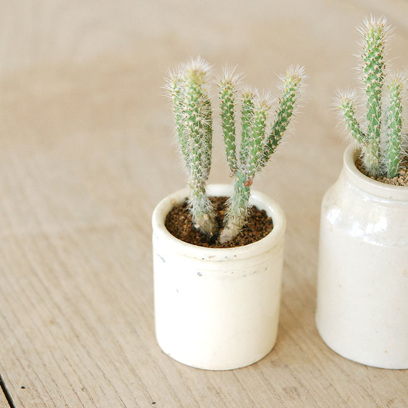 Cylindropntia スピノシオール x antique イギリスジャー