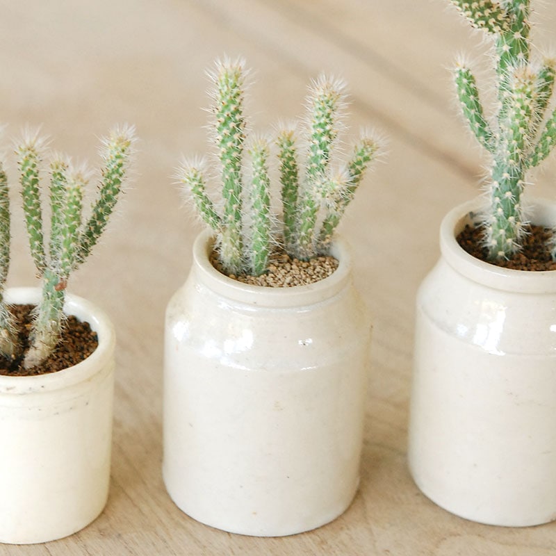 Cylindropntia スピノシオール x antique イギリスジャー