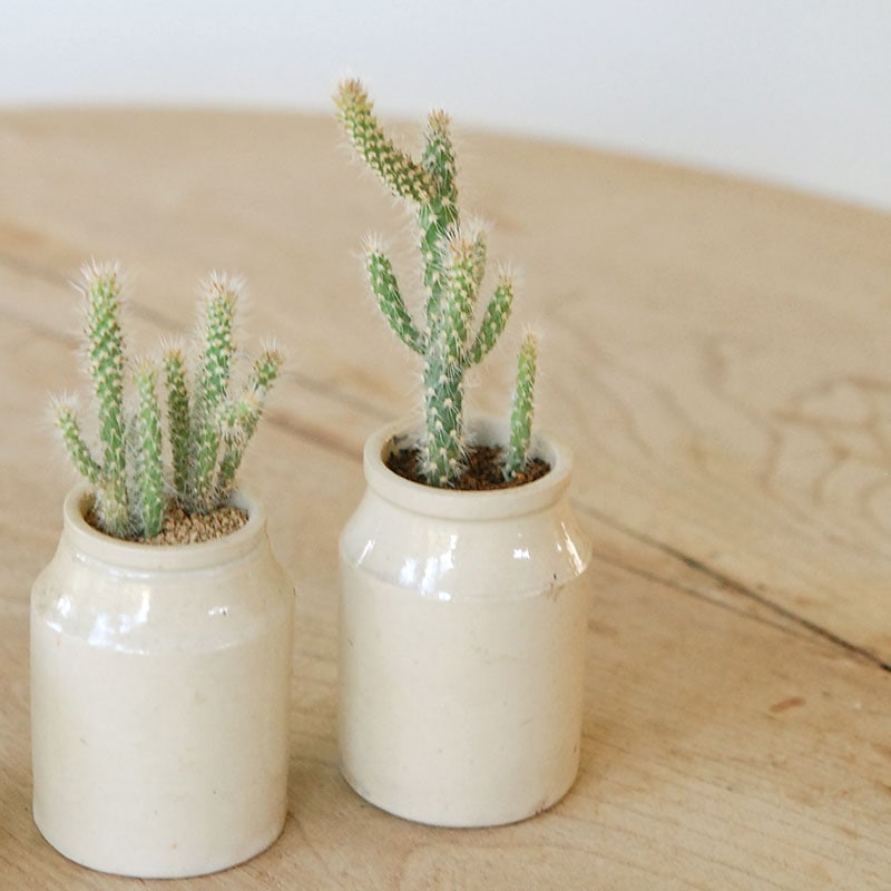 Cylindropntia スピノシオール x antique イギリスジャー