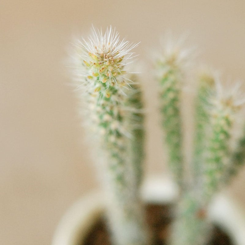 Cylindropntia スピノシオール x antique イギリスジャー