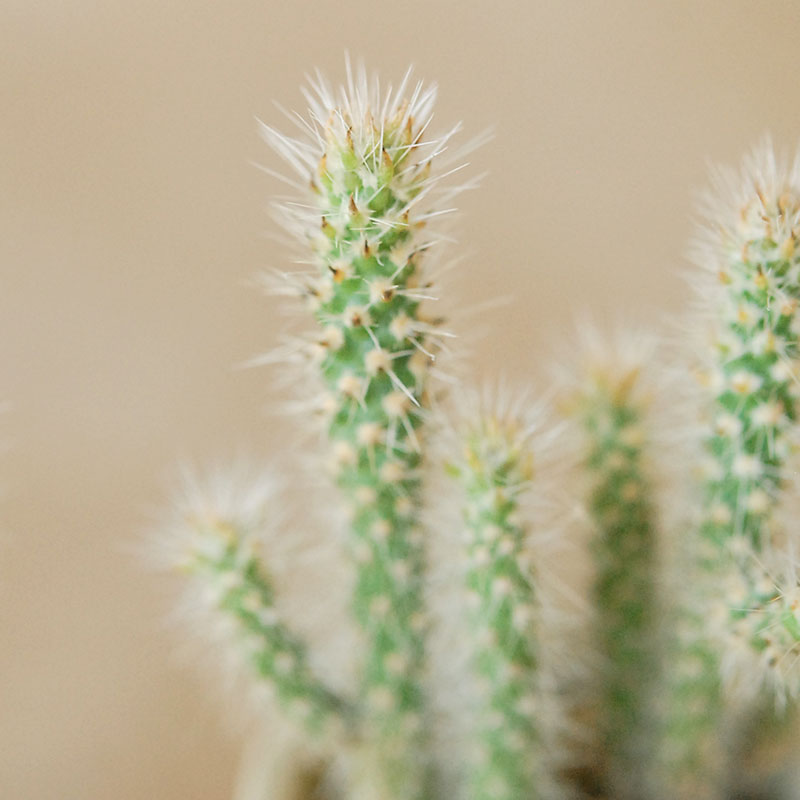 Cylindropntia スピノシオール x antique イギリスジャー