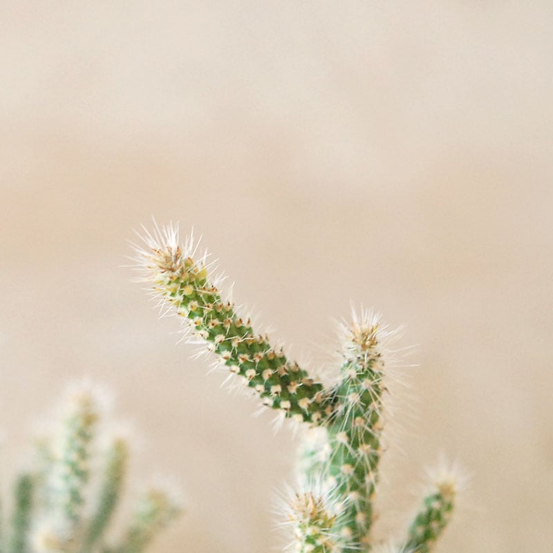 Cylindropntia スピノシオール x antique イギリスジャー