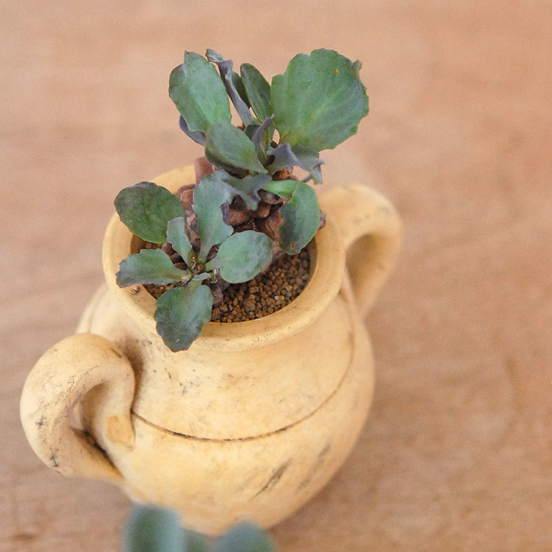 Othonna ヘレイ x antique テラコッタポット