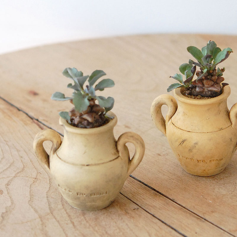 Othonna ヘレイ x antique テラコッタポット