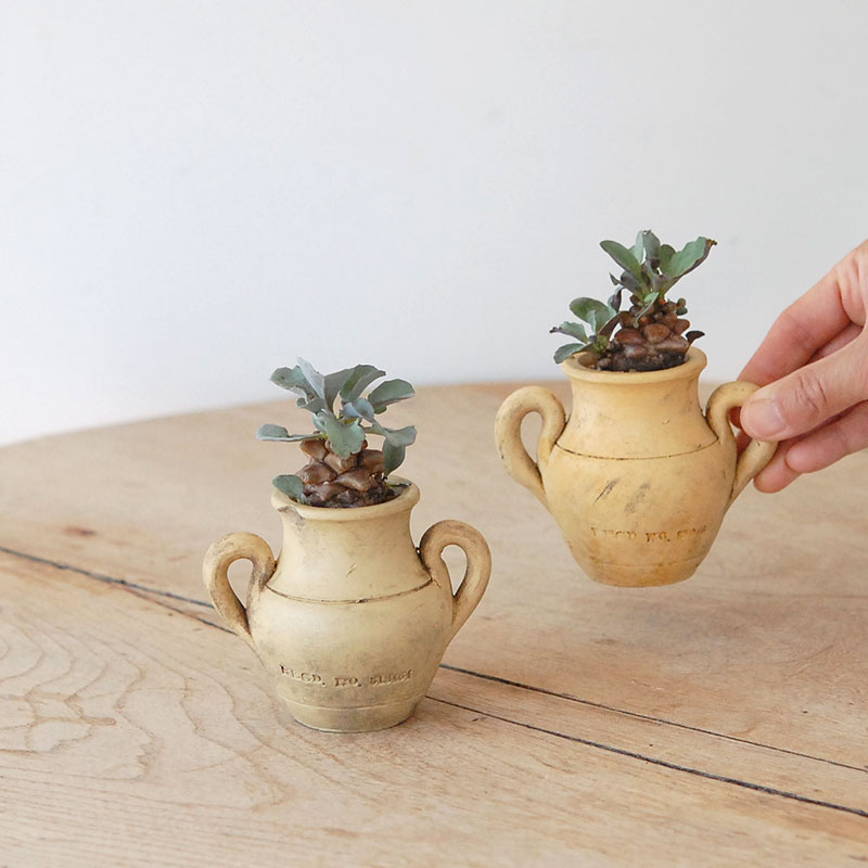 Othonna ヘレイ x antique テラコッタポット