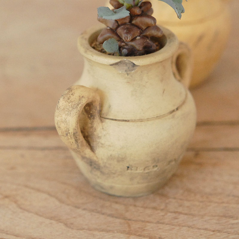 Othonna ヘレイ x antique テラコッタポット