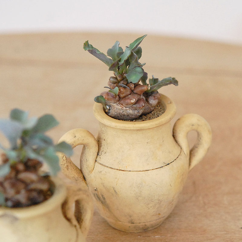 Othonna ヘレイ x antique テラコッタポット