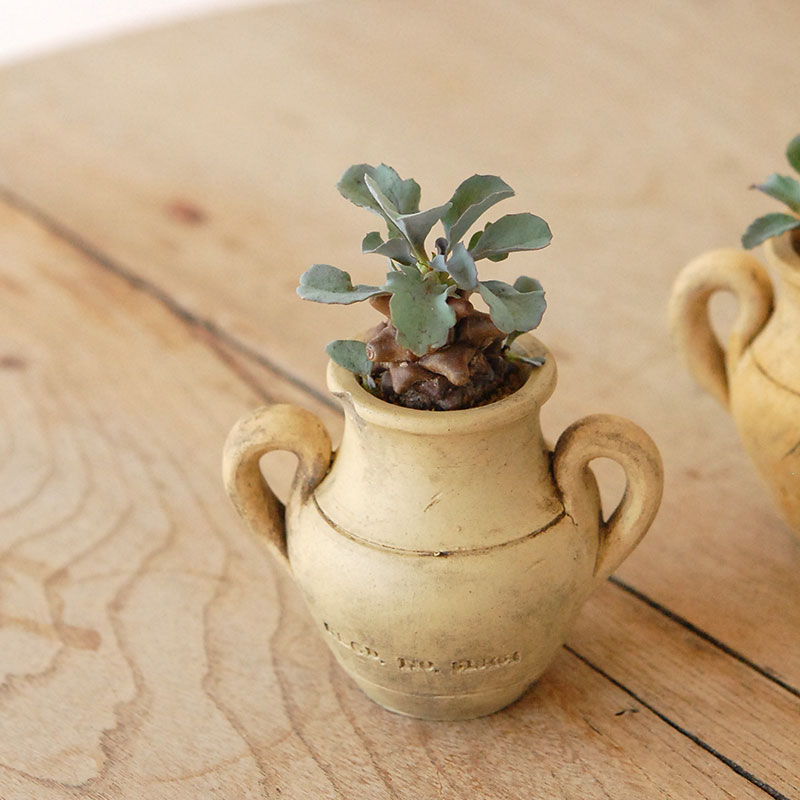 Othonna ヘレイ x antique テラコッタポット